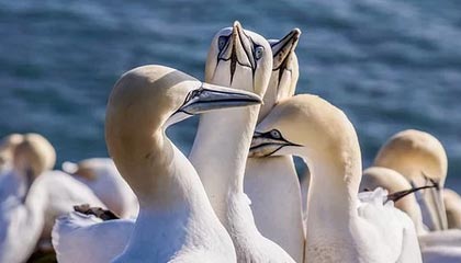 九游官网-亚冠综述：国安出线上港无忧 恒大申花将迎生死战