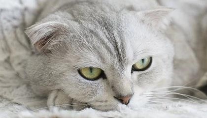 国家体育总局局长高志丹：2025年冰雪经济总规模首次突破万亿元大关